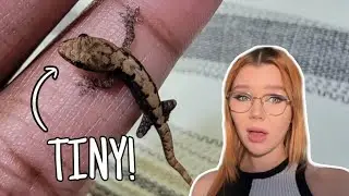 Top 5 SMALLEST Geckos That Make Great Pets!..