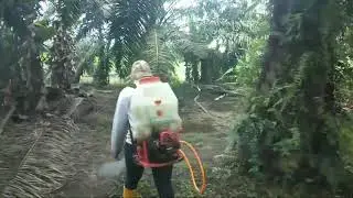 TKW MALAYSIA KERJA NGERACUN