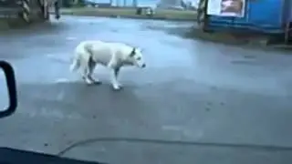 Dancing Dog