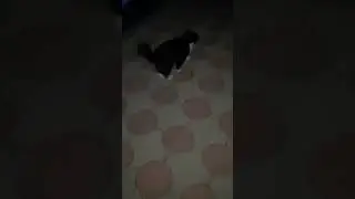 Боня наехал на персика