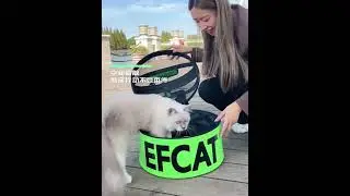 Cat Dog Carrier
