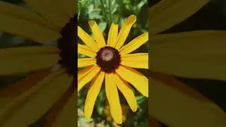 #Rudbeckia