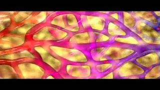 Capillaries | Biology | Anatomy