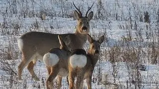 HUNTING FROM THE APPROACH TO THE SIBERIAN ROE