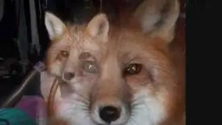 The story of a Fox and a... Pomeranian?