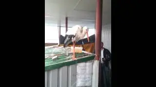 Аист Гриша на рынке в Кременчуге