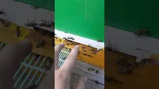 медведь испортил улья 