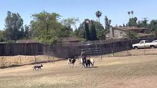 Blue Heeler -AUSTRALIAN CATTLE DOG HERDING SHEEP