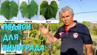 Rootstocks for grapes pp 101-14.kober 5 bb.telek 5 c.SO -4.