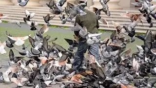 pigeons top 10 fancy pigeon and flying pigeons || Bazi waly kabootar video #trending #viralvideo