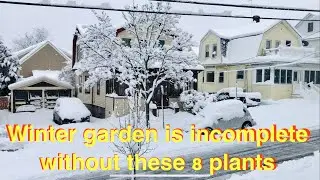 Must have 8 plants for winter garden or yard
