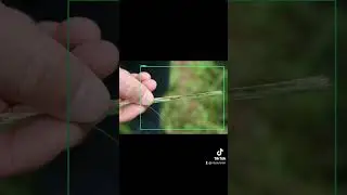 Pest Detection with Tensorflow2. 