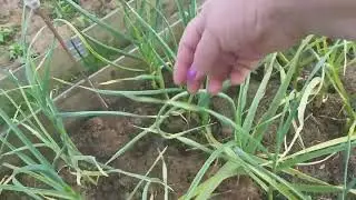 по вашей просьбе показываю защитную сетку и колпаки на даче.