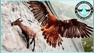 OMG ! Eagles Captures a Goat Eagle Attack   What next