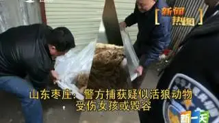 Shandong, Zaozhuang  police captured211suspected Wood Wolf animal injured girl or disfigured  day