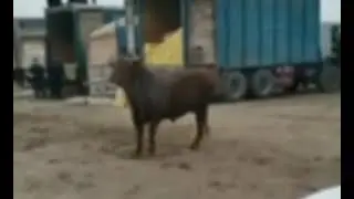 buqa jangi