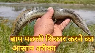 Baam machhli shikar karne ka asan tarika || Sunday comment box || eapisode 176  || Sundar bihar