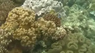 Snorkelling at Moalboal, Philippines