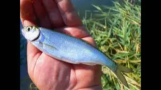 как поймать щуку? смотри и лови!