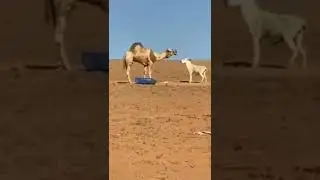 الله يرحمه كااان حماااااار 🙈🤣 #حيوانات