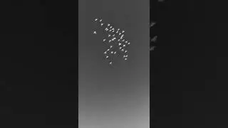 شاهد سرب  من الحمام يطوف حول الكعبة في الحرم المكي - مشهد عجيب