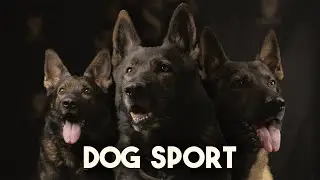 Dog Sport - Episode 1