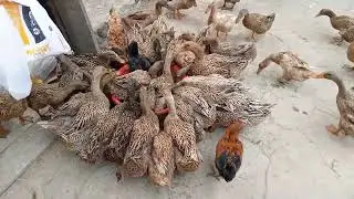Duck Farming in Bangladeshi villages । Village Duck formers lifestyle.