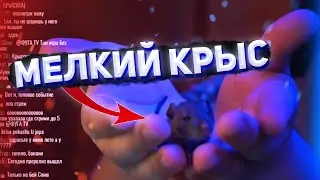 МЕЛКИЕ КРЫСКИ ПЯТЁРКИ | ПЯТЁРКА ПОКАЗАЛ КРЫСЁНКА [пятерка/фуга тв нарезка]