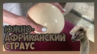 ИНКУБАЦИЯ ЯИЦ ЮЖНОАФРИКАНСКОГО СТРАУСА / РЕЖИМ ИНКУБАЦИИ / ЗАКЛАДКА