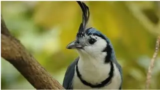 White-throated magpie-jay #trending #nature #shorts #shortsfeed #shortsviral #viral