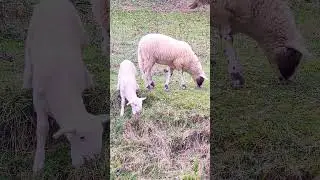 Peaceful life@Figline Diaries #lifeinthecountryside#tuscany#sheep#peace#figline#平和な生活#羊#トスカーナ#田舎の生活