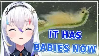 Katta Talks About Her Sea Monkeys