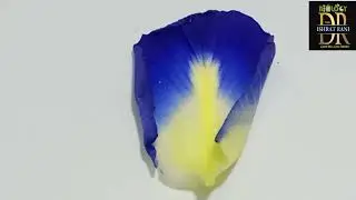 Clitoria ternatea ( Fabaceae family) Practical