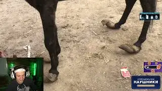 БУСТЕР ПРО СКВАД КИШКИ
