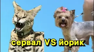 Сервал и йоршеские терьеры 🐾 дика кошка и бестрашные собачки😹
