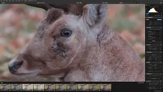 Fuji X-T3 raw files in Lightroom