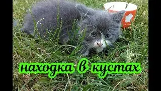 Котенок в кустах.