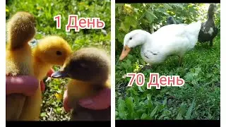 УТЯТА ПОРОДЫ 
