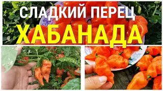 Sweet Habanero Pepper Habanada - Pepper Sweet Habanero Habanada Seeds, Tasting, Growing