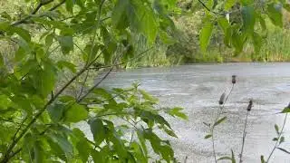 Слив сточных вод с бумажной фабрики в Мурыгино.