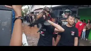 BANTENGAN KSR SINGO REJO PART2
