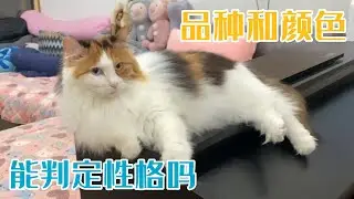 【萌寵】貓咪性格的好壞可以通過品種和顏色來判斷麽？#貓咪 #貓咪的迷惑行為 #萌寵 #萌寵出道計劃 #貓
