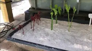 Sandbox Propagation Tray