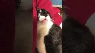 Напрыгался 💤