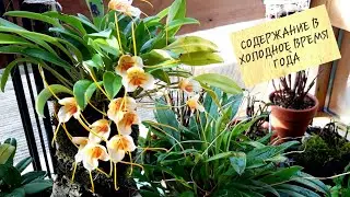 Mashdevallia Orchid in February