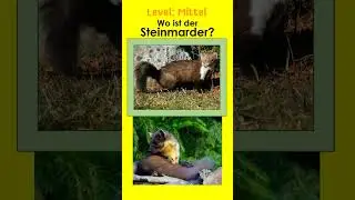 Marderartige III - Jägerprüfung