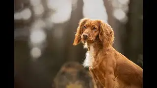 Cocker Spaniels in the snow - Macclesfield pet photographer