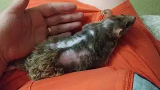 Ладушка дышит.