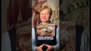 Жизненная энергия в злаках