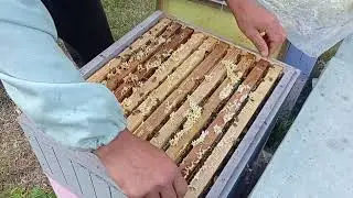 Бакфаст B54 как работают прошлогодние отводки